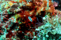 Phyllidiopsis xishaensis