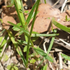 Wahlenbergia stricta