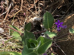 Raphionacme hirsuta