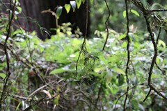 Plectorrhiza tridentata