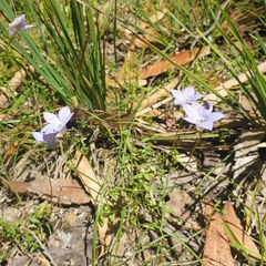 Wahlenbergia stricta