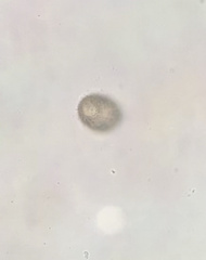 Colepidae