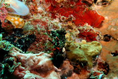 Nembrotha kubaryana