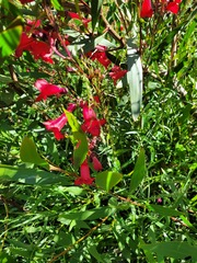 Penstemon roseus