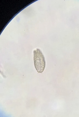 Colepidae