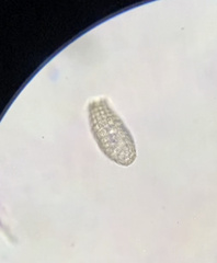 Colepidae