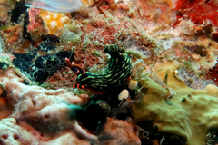 Nembrotha kubaryana