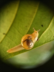 Helicarion perfragilis