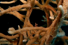 Cuapetes ischiospinosus