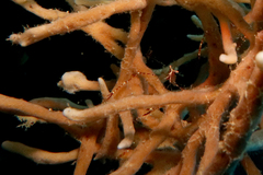 Cuapetes ischiospinosus