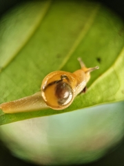 Helicarion perfragilis