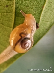 Helicarion perfragilis