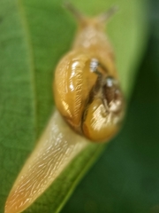 Helicarion perfragilis