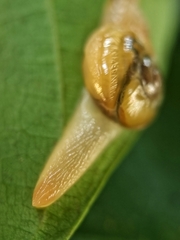 Helicarion perfragilis