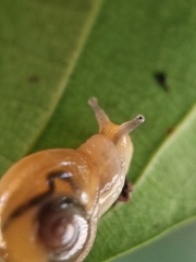 Helicarion perfragilis