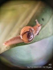 Helicarion perfragilis