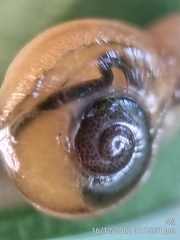 Helicarion perfragilis