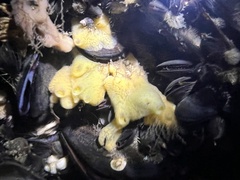 Halichondria panicea