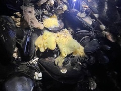 Halichondria panicea