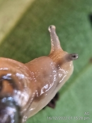 Helicarion perfragilis
