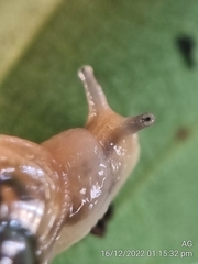 Helicarion perfragilis