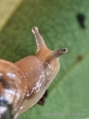 Helicarion perfragilis