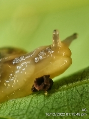 Helicarion perfragilis