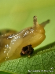 Helicarion perfragilis