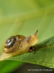 Helicarion perfragilis