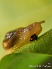 Helicarion perfragilis