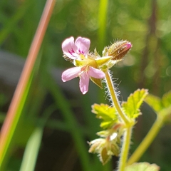 Pelargonium inodorum