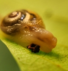 Helicarion perfragilis