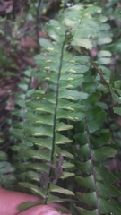 Asplenium monanthes