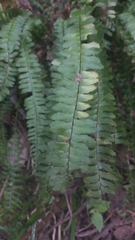 Asplenium monanthes