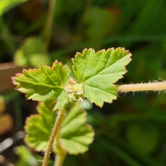 Pelargonium inodorum