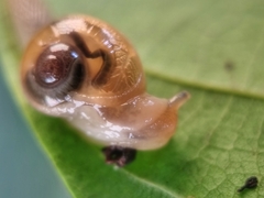 Helicarion perfragilis