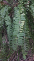 Asplenium monanthes