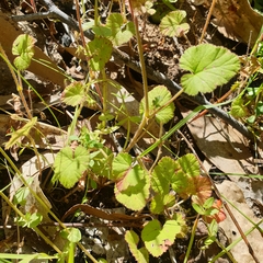 Pelargonium inodorum