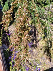 Kunzea leptospermoides