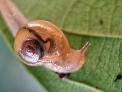 Helicarion perfragilis
