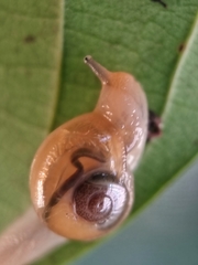 Helicarion perfragilis