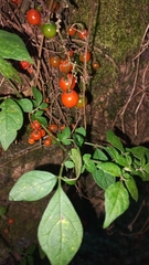 Solanum appendiculatum