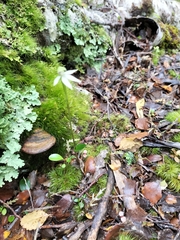 Adenochilus gracilis