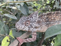 Furcifer oustaleti