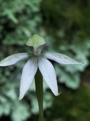 Adenochilus gracilis