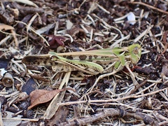 Chortoicetes terminifera