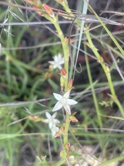 Oxygonum dregeanum