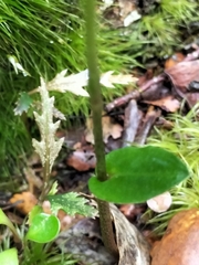 Adenochilus gracilis