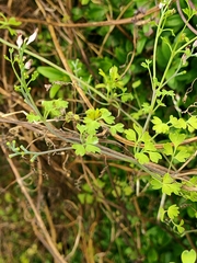 Fumaria muralis