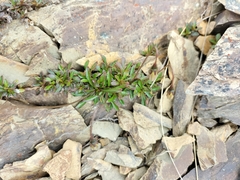 Wahlenbergia albomarginata